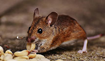 24 Hour & Emergency Exterminators in So Baptist Theo Sem, KY